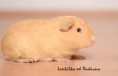 Vrh X - 31.10.2016 - oranžová SKG 2/0